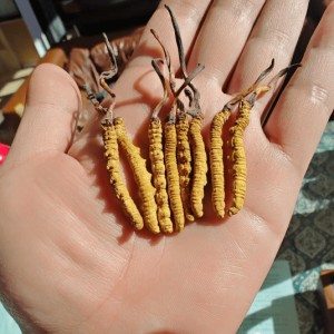 九游体育-年销20万根的冬虫夏草竟是胶水拼的！工作人员：买的好胶水，吃下去没有事